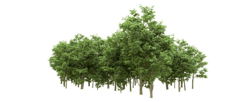 Green forest isolated on background. 3d rendering - illustration png