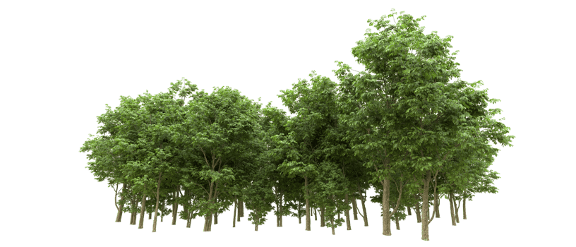 Green forest isolated on background. 3d rendering - illustration png
