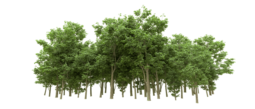 Green forest isolated on background. 3d rendering - illustration png