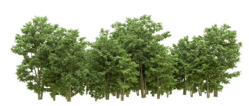 Green forest isolated on background. 3d rendering - illustration png