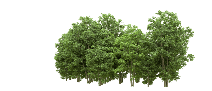 Green forest isolated on background. 3d rendering - illustration png