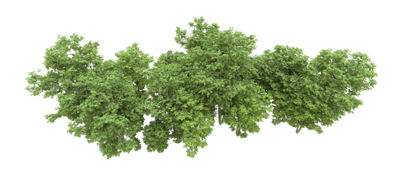 Green forest isolated on background. 3d rendering - illustration png