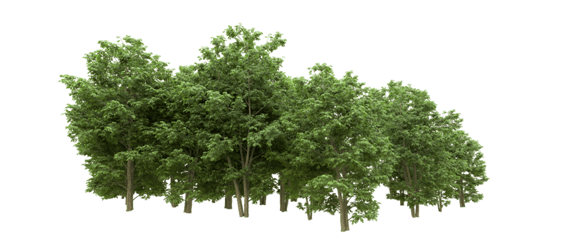 Green forest isolated on background. 3d rendering - illustration png