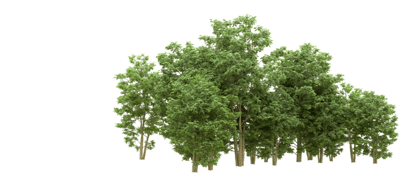 Green forest isolated on background. 3d rendering - illustration png