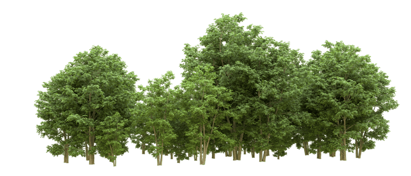 Green forest isolated on background. 3d rendering - illustration png