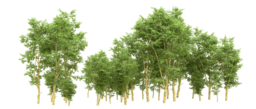 Green forest isolated on background. 3d rendering - illustration png