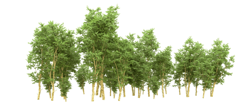 Green forest isolated on background. 3d rendering - illustration png