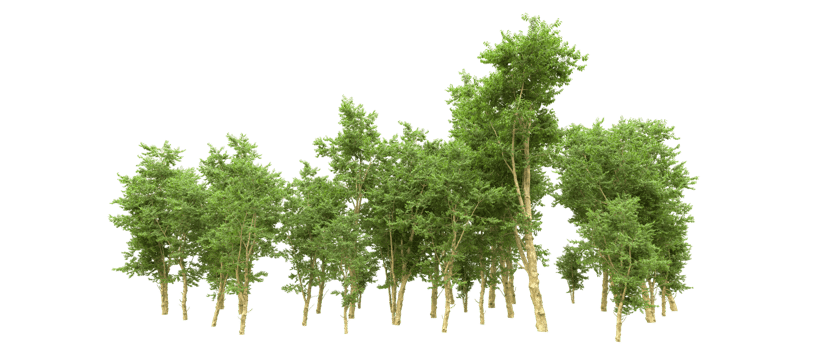 Green forest isolated on background. 3d rendering - illustration png