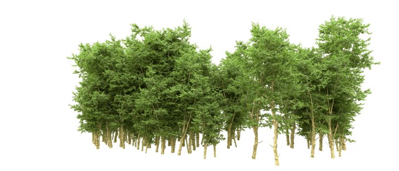 Green forest isolated on background. 3d rendering - illustration png