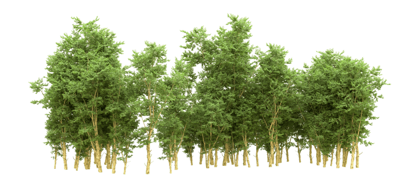 Green forest isolated on background. 3d rendering - illustration png