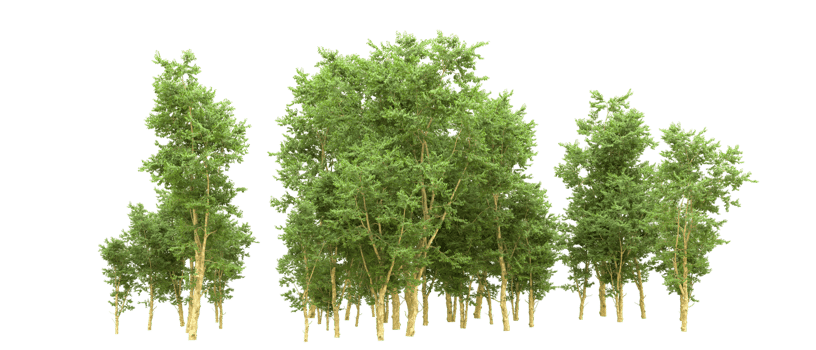 Green forest isolated on background. 3d rendering - illustration png