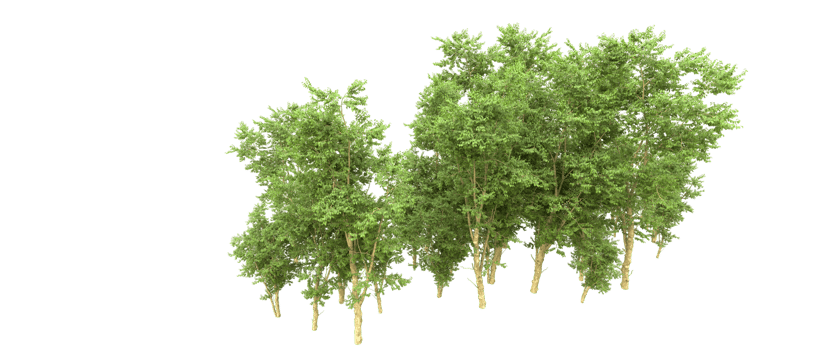 Green forest isolated on background. 3d rendering - illustration png