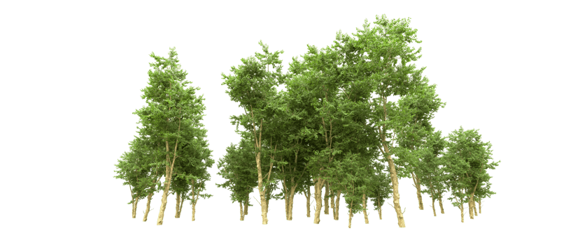 Green forest isolated on background. 3d rendering - illustration png