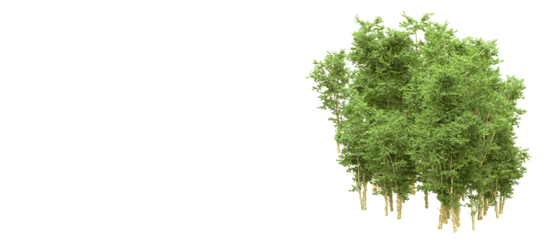 Green forest isolated on background. 3d rendering - illustration png