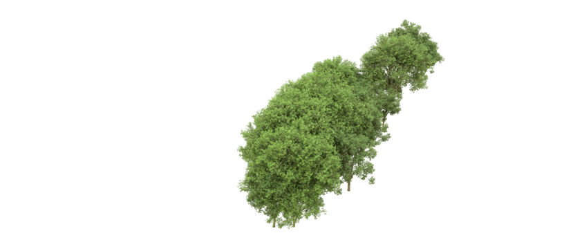 Green forest isolated on background. 3d rendering - illustration png
