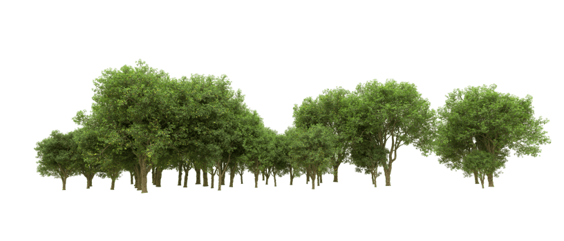 Green forest isolated on background. 3d rendering - illustration png