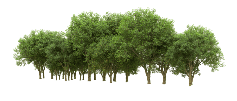 Green forest isolated on background. 3d rendering - illustration png