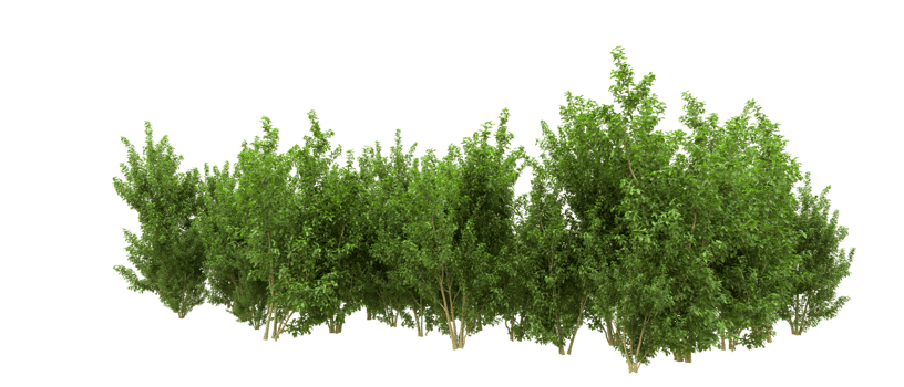 Green forest isolated on background. 3d rendering - illustration png