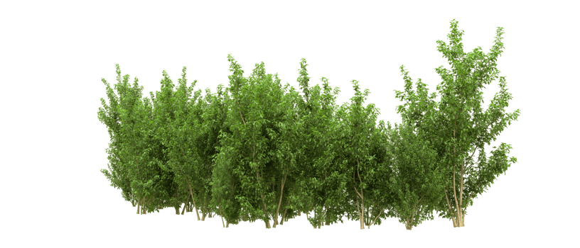 Green forest isolated on background. 3d rendering - illustration png