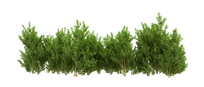Green forest isolated on background. 3d rendering - illustration png