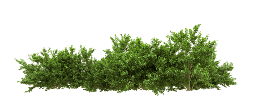 Green forest isolated on background. 3d rendering - illustration png