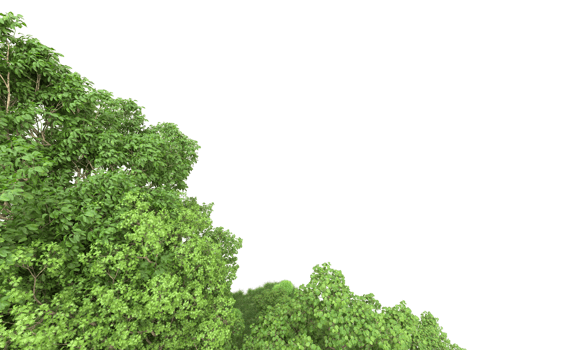 Green forest isolated on background. 3d rendering - illustration png