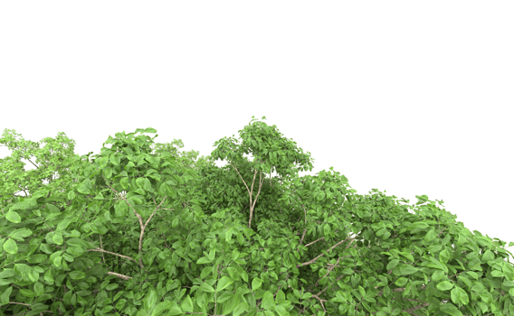 Green forest isolated on background. 3d rendering - illustration png