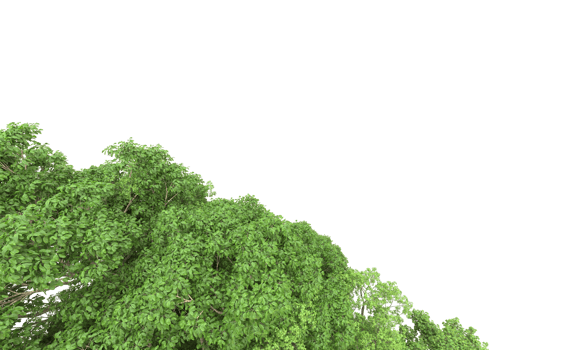 Green forest isolated on background. 3d rendering - illustration png