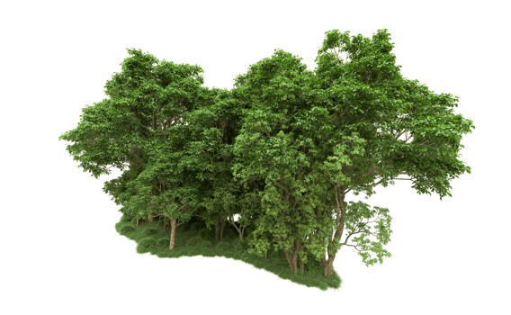 Green forest isolated on background. 3d rendering - illustration png