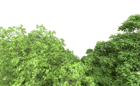 Green forest isolated on background. 3d rendering - illustration png