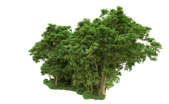 Green forest isolated on background. 3d rendering - illustration png