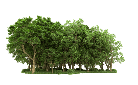 Green forest isolated on background. 3d rendering - illustration png