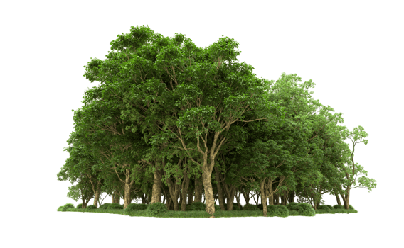Green forest isolated on background. 3d rendering - illustration png