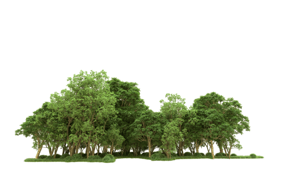 Green forest isolated on background. 3d rendering - illustration png