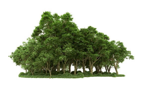 Green forest isolated on background. 3d rendering - illustration png