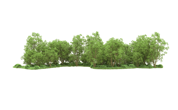 Green forest isolated on background. 3d rendering - illustration png