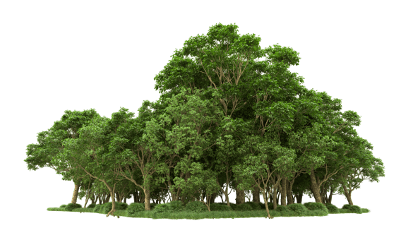 Green forest isolated on background. 3d rendering - illustration png