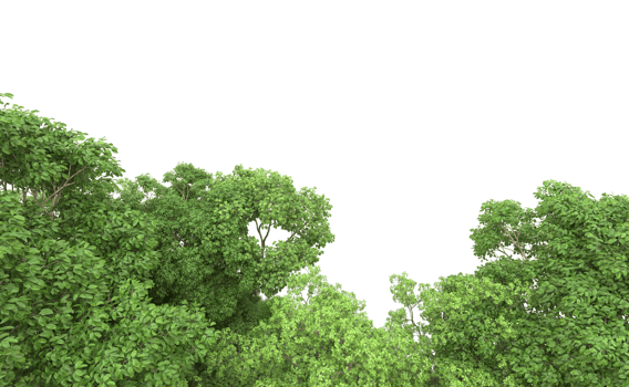 Green forest isolated on background. 3d rendering - illustration png