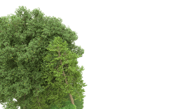 Green forest isolated on background. 3d rendering - illustration png