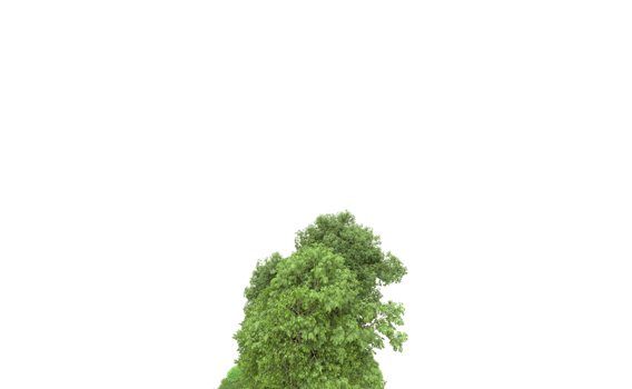 Green forest isolated on background. 3d rendering - illustration png