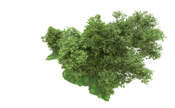 Green forest isolated on background. 3d rendering - illustration png