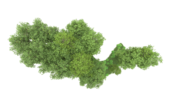 Green forest isolated on background. 3d rendering - illustration png