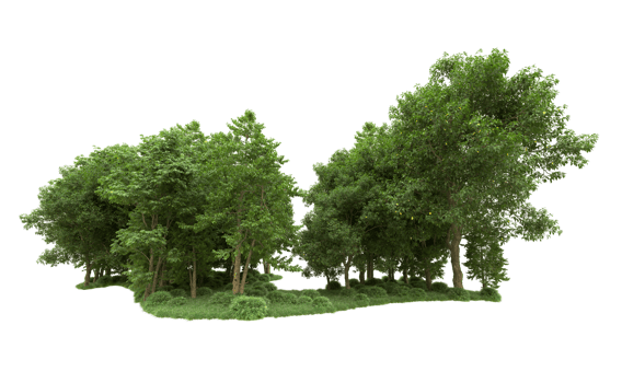Green forest isolated on background. 3d rendering - illustration png