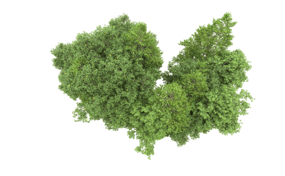 Green forest isolated on background. 3d rendering - illustration png