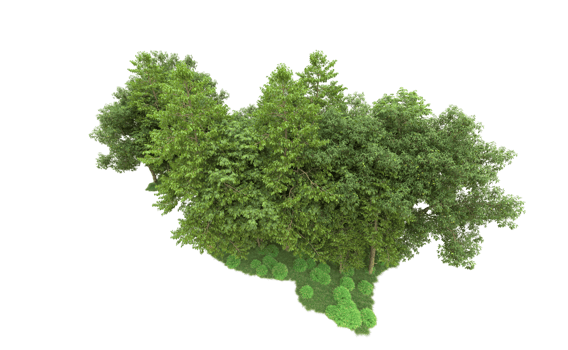 Green forest isolated on background. 3d rendering - illustration png