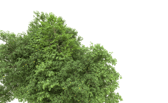 Green forest isolated on background. 3d rendering - illustration png
