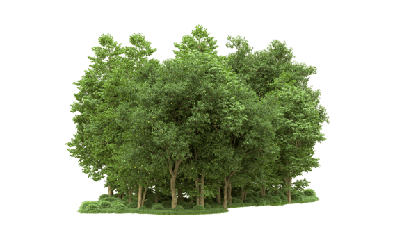 Green forest isolated on background. 3d rendering - illustration png