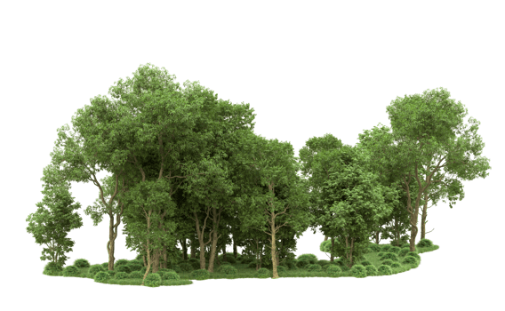 Green forest isolated on background. 3d rendering - illustration png