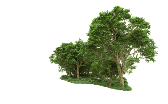 Green forest isolated on background. 3d rendering - illustration png