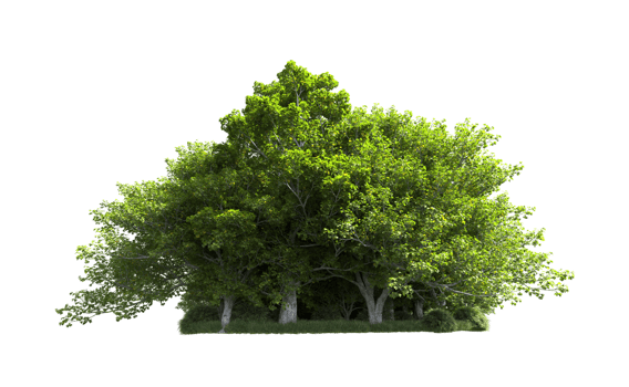 Green forest isolated on background. 3d rendering - illustration png